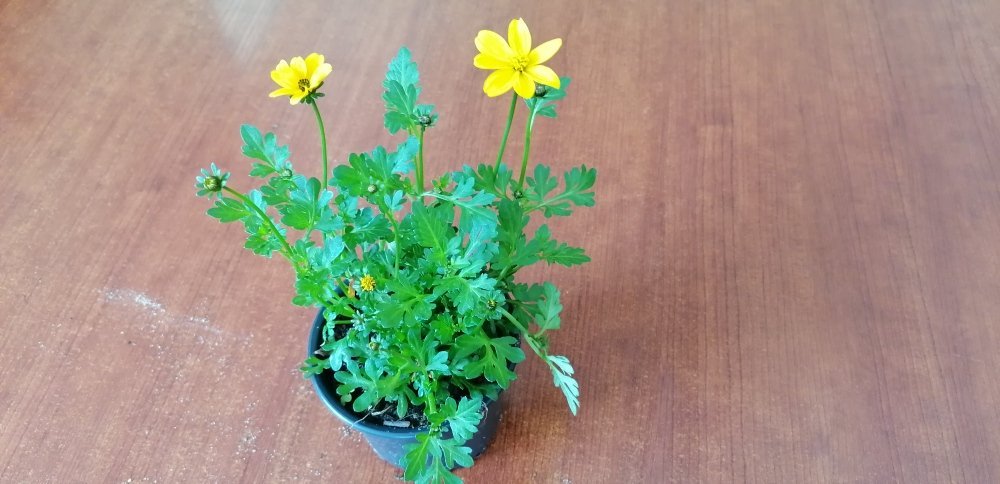 Vienmetė gėlė, lakišius (bidens), vazonėlio skersmuo 13 cm.