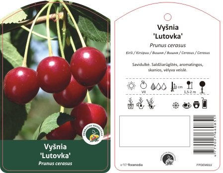 Vaismedis, vyšnia “Lutovka” (Prunus cerasus)