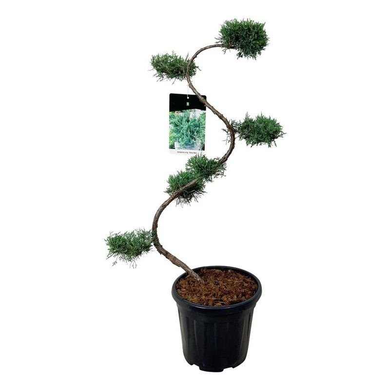 Spygliuotis, kadagys uolinis "Grey Owl" (bonsai), aukštis 125 cm., vazonas 45 l.
