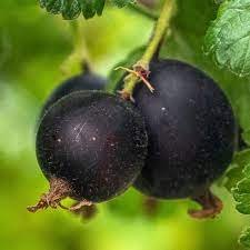 Vaiskrūmis, serbento - agrasto hibridas "Jošta", kamieninė forma