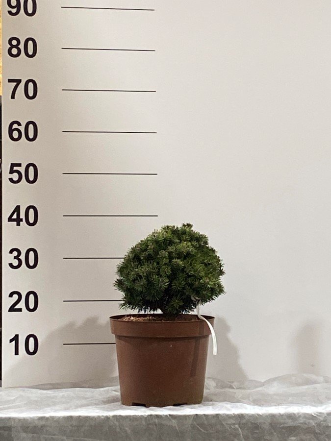 Spygliuotis, pušis "Kostelnicek", vazonėlio skersmuo 23 cm.