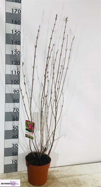 Dekoratyvinis krūmas, veigelė "Bristol Ruby", vazonėlio skersmuo 26 cm.