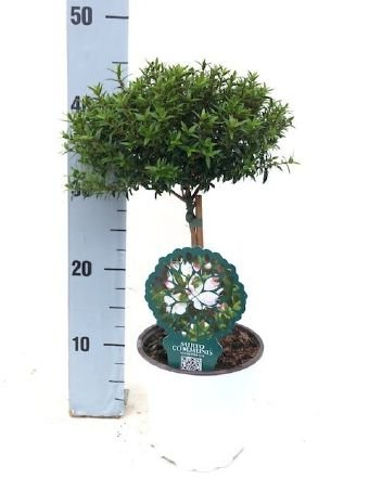 Kambarinis augalas, mirta paprastoji, ant stiebo, vazonėlio skersmuo 15 cm.