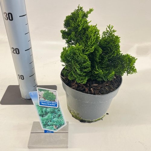 Spygliuotis, puskiparisis bukasis "Nana Gracilis", vazonėlio skersmuo 19 cm.
