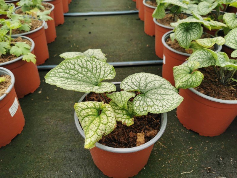 Daugiametė gėlė, brunera, vazonėlio skersmuo 17 cm.