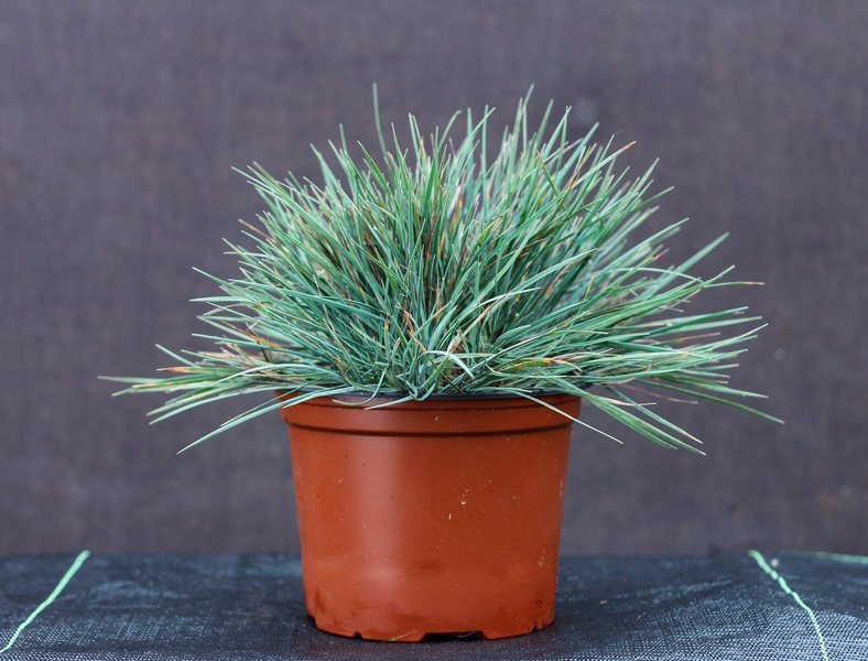 Žolinis augalas, melsvoji kelerija, vazonėlio talpa 2 l.