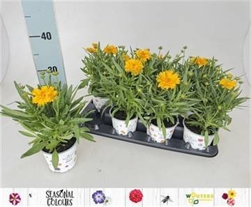 Daugiametė gėlė, gludas mentūrinis, vazonėlio skersmuo 12 cm.