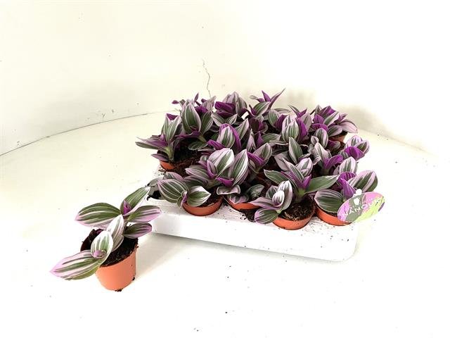 Kambarinis augalas, tradeskantė "Nanouk", vazonėlio skersmuo 5 cm.