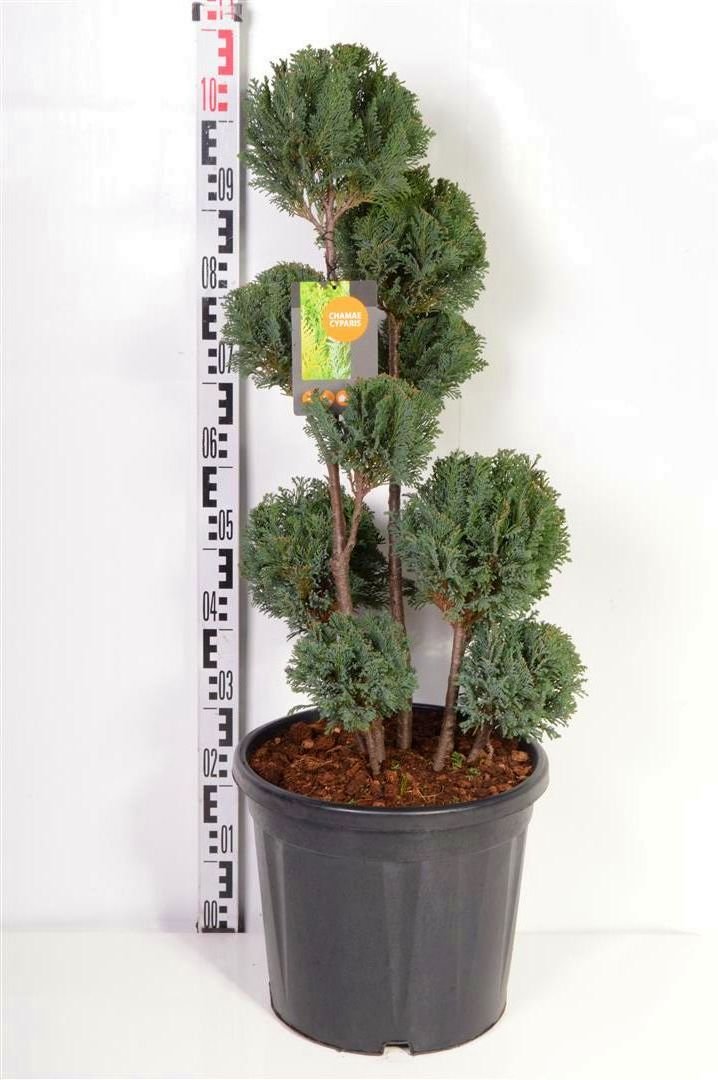 Spygliuotis, puskiparisis lausono "Ellwoodii", aukštis 60-80 cm., vazonas 20 l.
