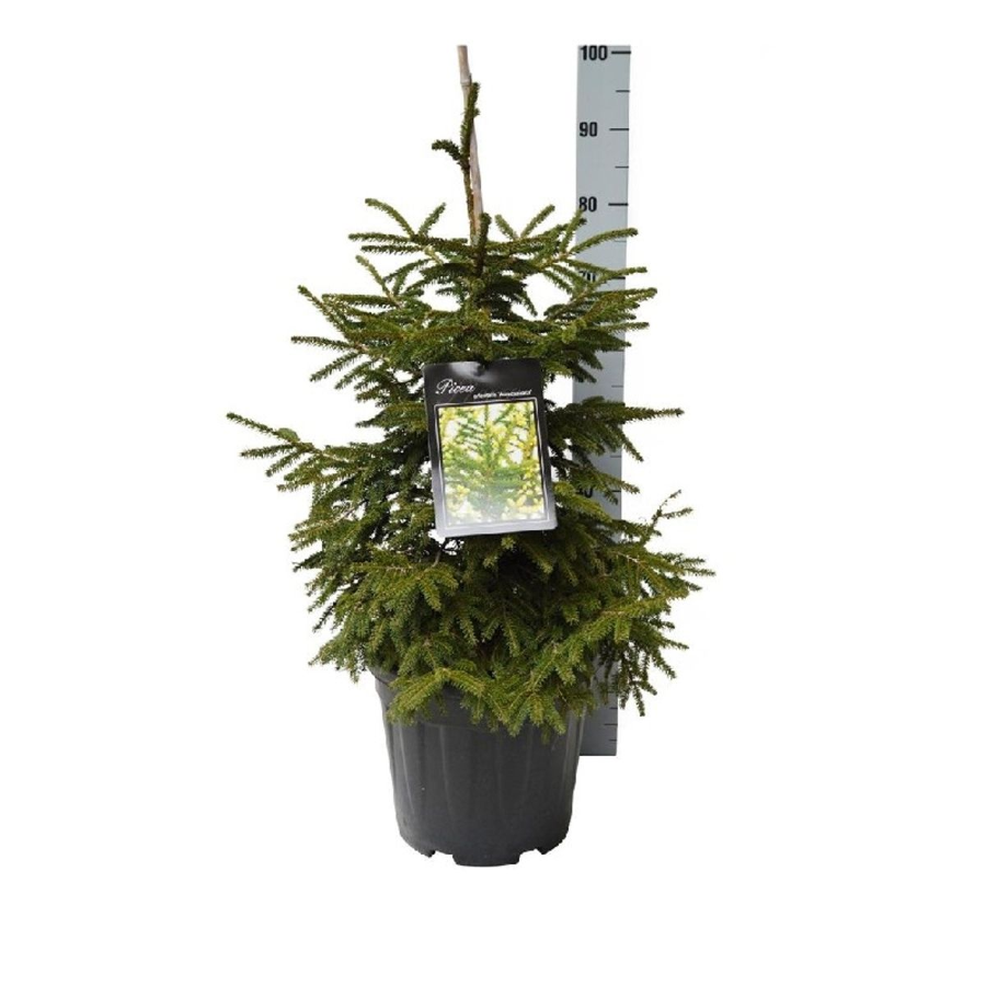 Spygliuotis, eglė rytinė "Aureospicata", aukštis 50-60 cm., vazonas 13 l.