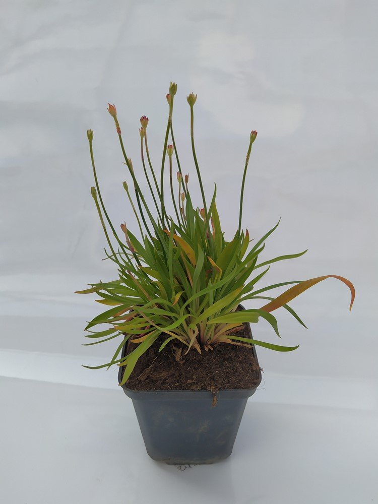 Alpinariumo augalas, armeria "Ballerina Red", vazonėlio skersmuo 9 cm.
