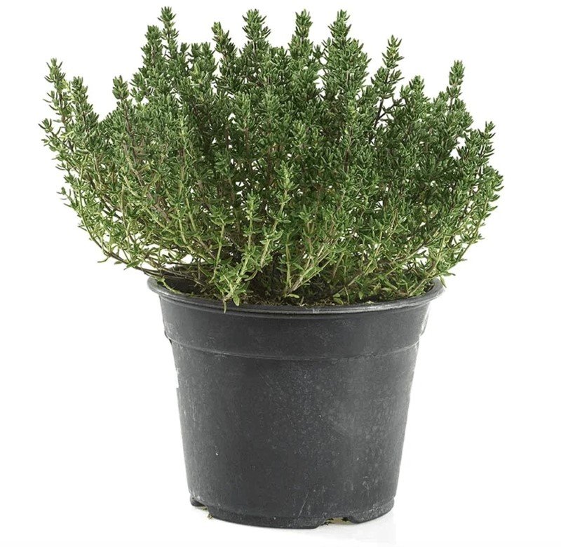 Prieskoninis augalas, vazonėlio skersmuo 11 cm.