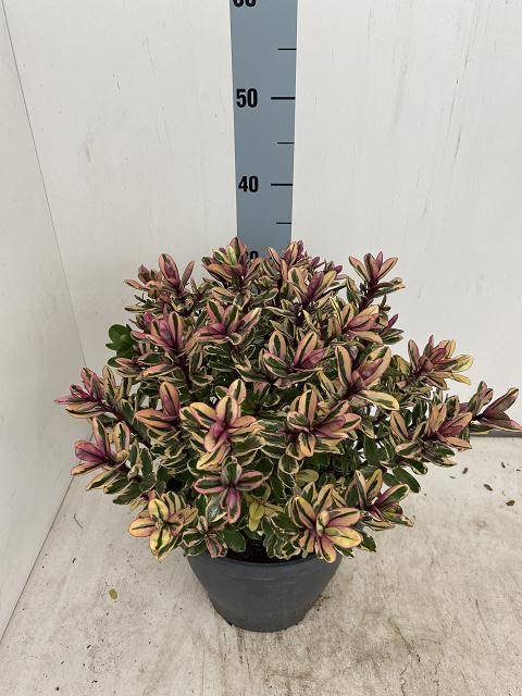 Dekoratyvinis krūmas, hebė "Tricolor", vazonėlio skersmuo 23 cm.