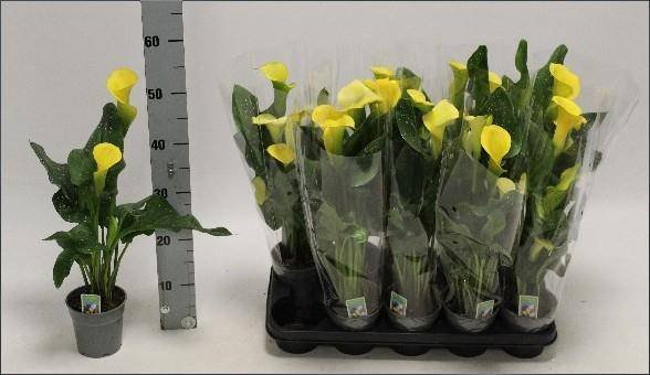 Kambarinis augalas, kalija "Sunclub", vazonėlio skersmuo 12 cm.