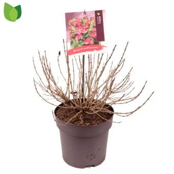 Dekoratyvinis krūmas, veigelė "Cherry Love", vazonėlio skersmuo 29 cm.