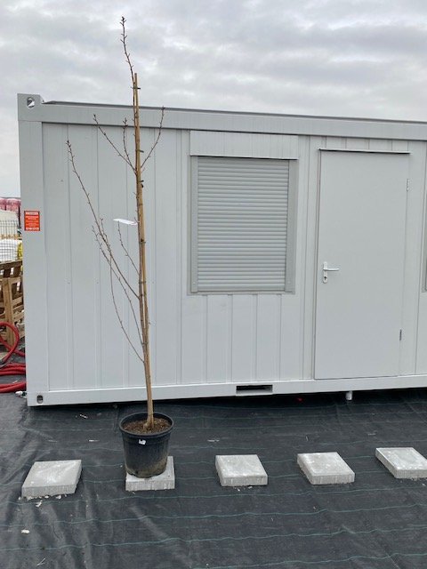 Dekoratyvinis medis, sakura "Royal Burgundy", vazonėlio skersmuo 36 cm.