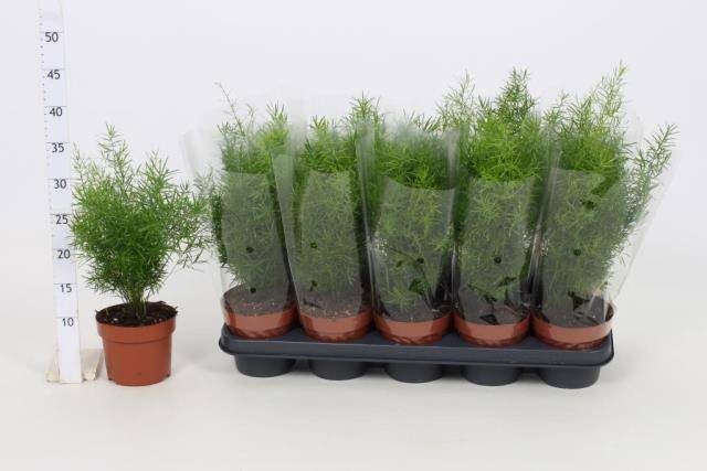 Kambarinis augalas, smidras "Sprengeri", vazonėlio skersmuo 12 cm.