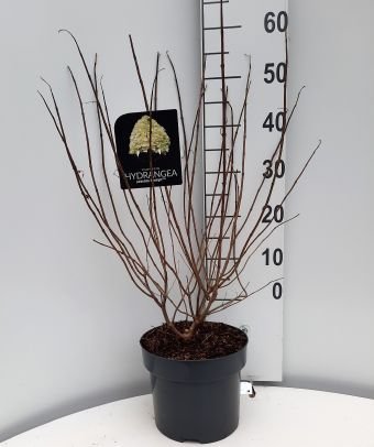 Dekoratyvinis krūmas, hortenzija šluotelinė "Limelight", vazonėlio skersmuo 24 cm.