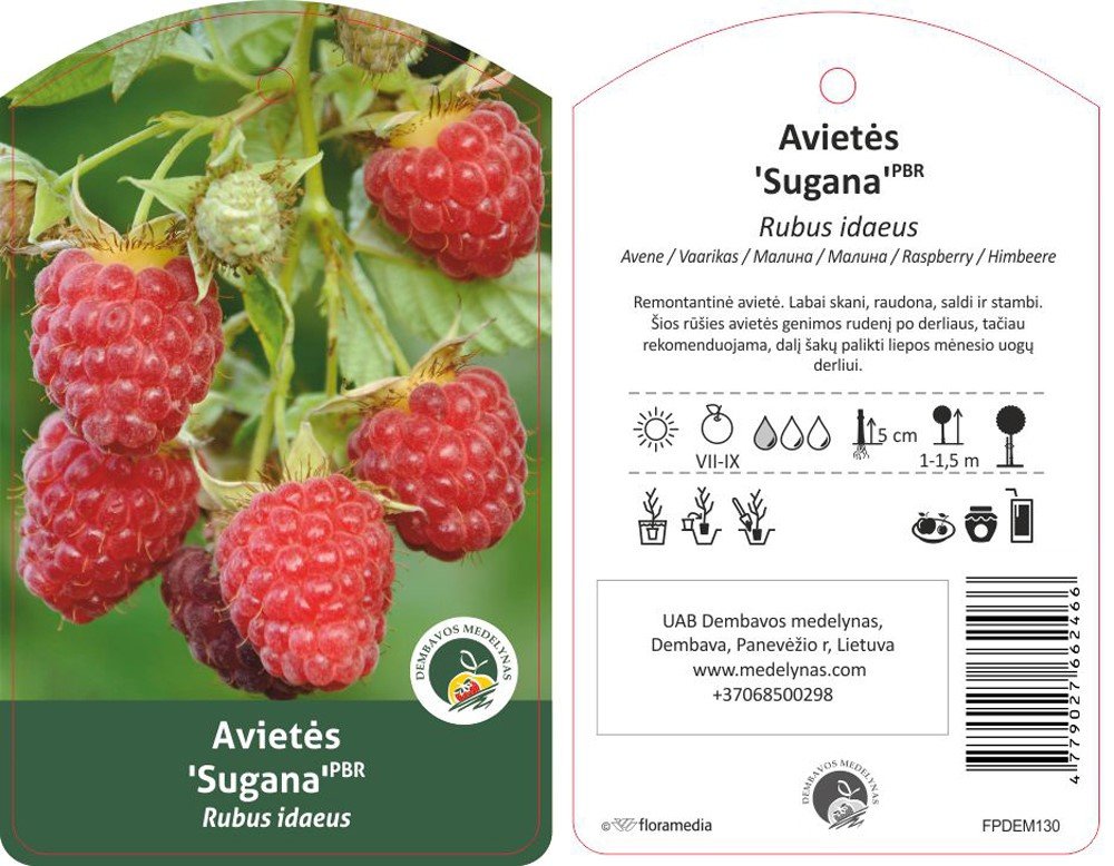 Vaiskrūmis, avietė "Sugana"