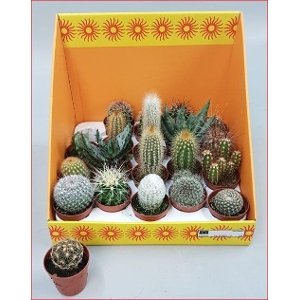 Kambarinis augalas, kaktusas, įvairūs, vazonėlio skersmuo 5 cm.