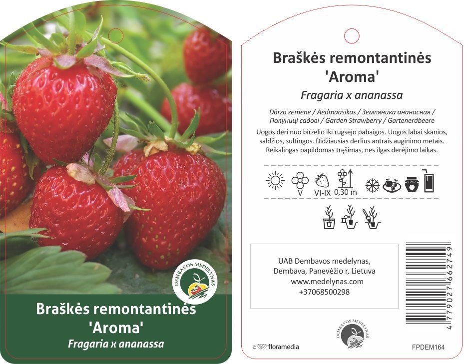 Braškės sodinukas "Aroma", vazonėlis 3 l.