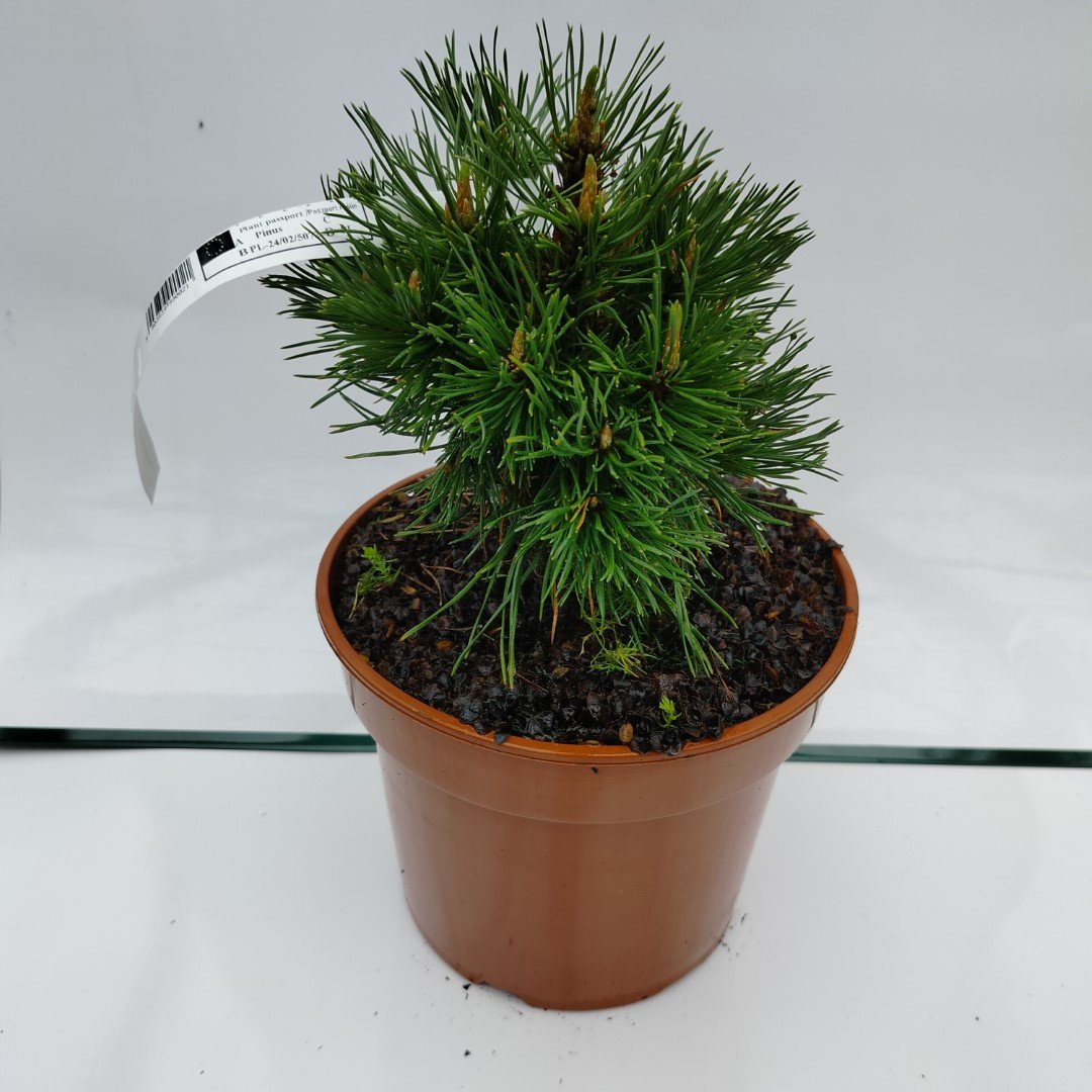 Spygliuotis, kalninė pušis "Varella", vazonas 3 l.