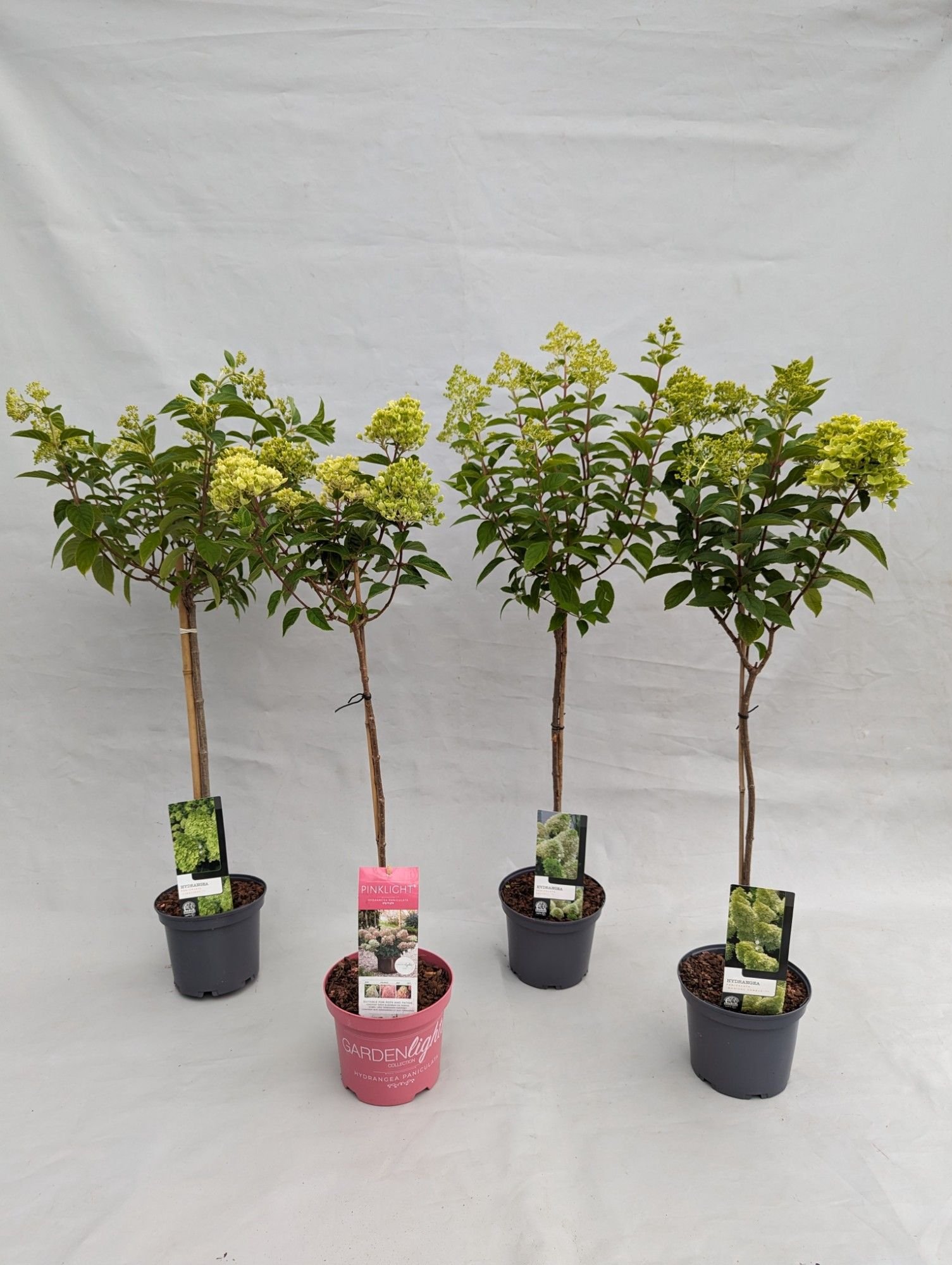 Dekoratyvinis krūmas, hortenzija šluotelinė, ant stiebo, aukštis 40 cm., įvairios, vazonėlio skersmuo 17 cm.