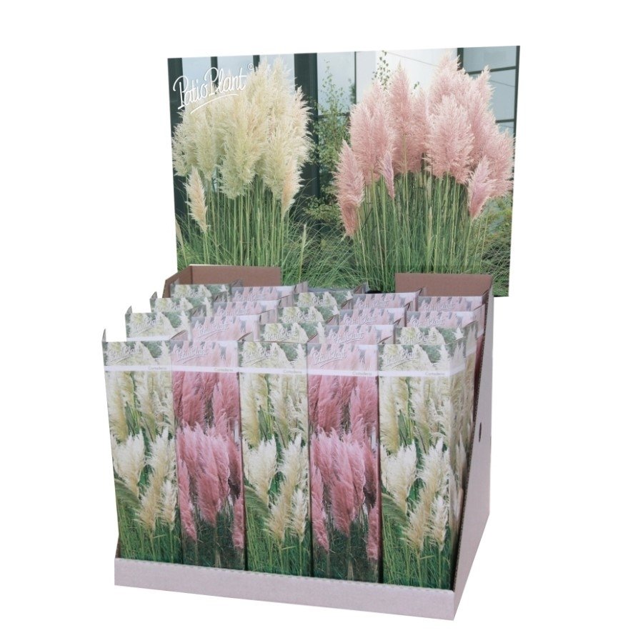 Žolinis augalas, kortaderija "Pampas Mix", vazonėlio skersmuo 9 cm.