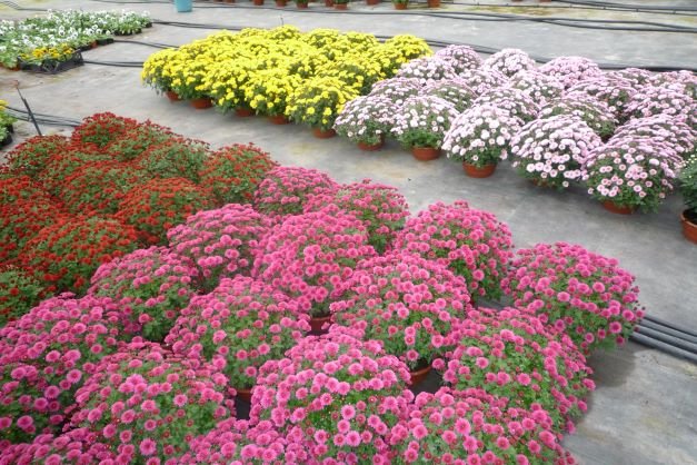 Vienmetė gėlė, chrizantema, vazonėlio skersmuo 17 cm.