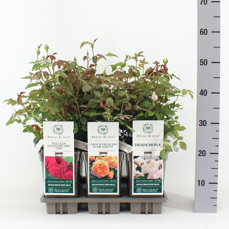 Daugiametė gėlė, rožė (David Austin), įvairios, vazonėlio skersmuo 19 cm.