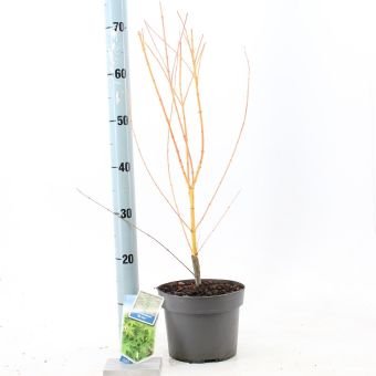 Dekoratyvinis medis, klevas plaštakinis "Bi-hoo", vazonėlio skersmuo 19 cm.