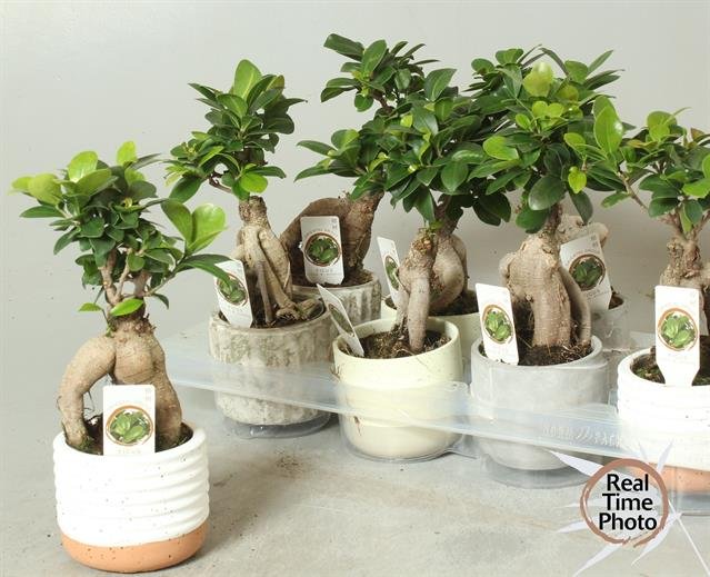Kambarinis augalas, fikusas "Bonsai", vazono skersmuo 11 cm.