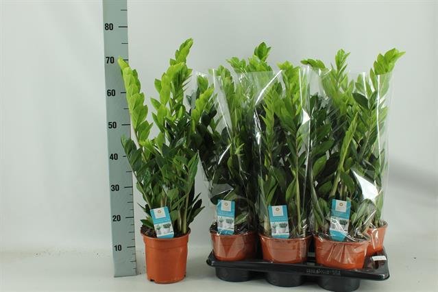 Kambarinis augalas, zamiokulkas, vazonėlio skersmuo 17 cm.