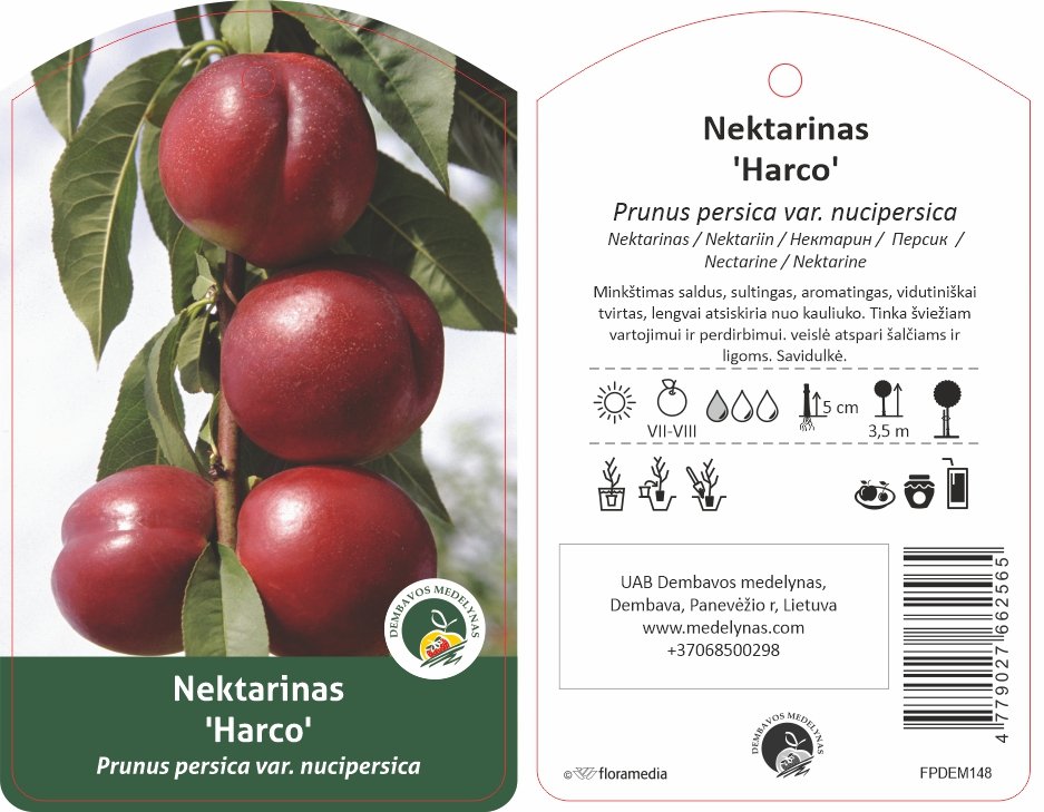 Vaismedis, nektarinas “Harco” (Prunus persica var. nucipersica)
