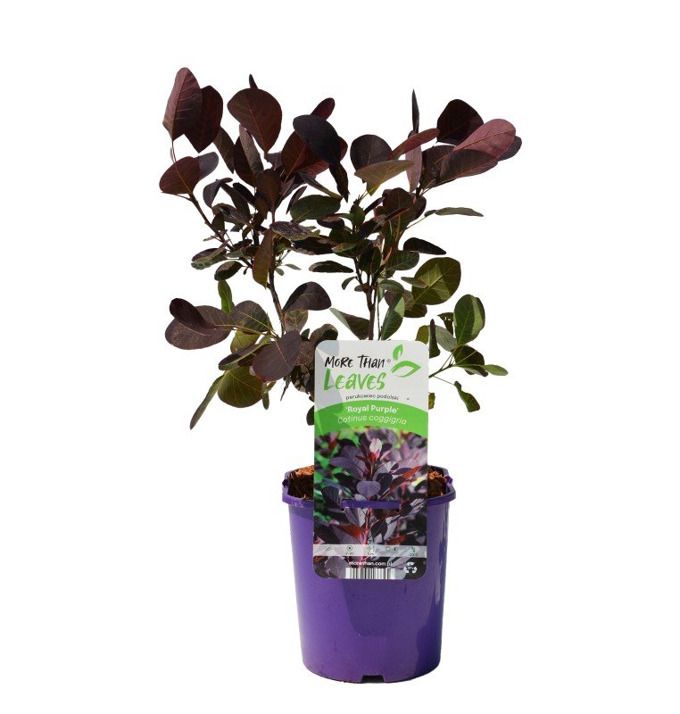 Dekoratyvinis krūmas, pūkenis "Royal Purple", vazonas 2 l.