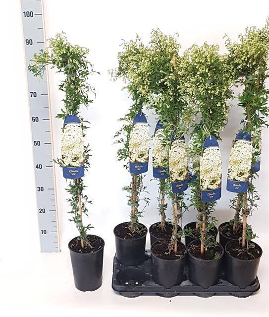 Vijoklinis augalas, raganė "Joe", vazonėlio skersmuo 17 cm.