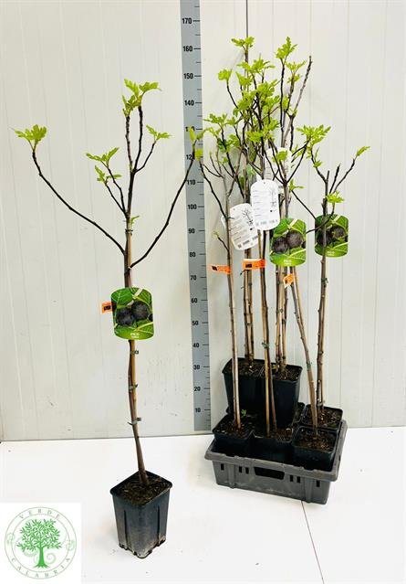 Vaismedis, figa (skiautėtalapis fikusas), vazonėlio skersmuo 16 cm.