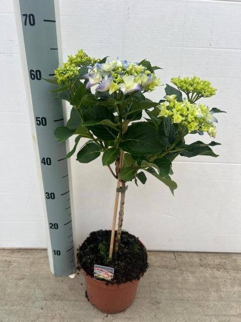 Dekoratyvinis krūmas, hortenzija "M Early ST", vazonėlio skersmuo 19 cm.