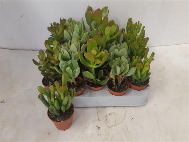 Kambarinis augalas, storalapis, įvairūs, vazonėlio skersmuo 5 cm.