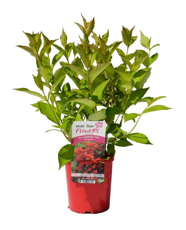 Dekoratyvinis krūmas, veigelė gražiažiedė PRB, vazonas 2 l.