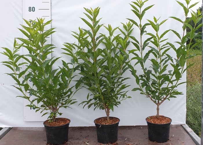 Dekoratyvinis krūmas, forsitija "Lynwood", vazonėlio skersmuo 17 cm.