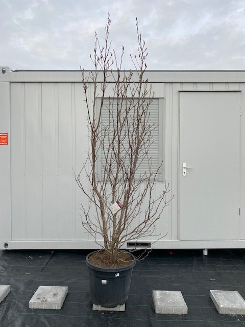 Dekoratyvinis medis, magnolija "Susan", vazonėlio skersmuo 55 cm.