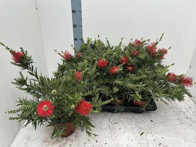 Kambarinis augalas, kalistemonas citrininis, vazono skersmuo 16 cm.
