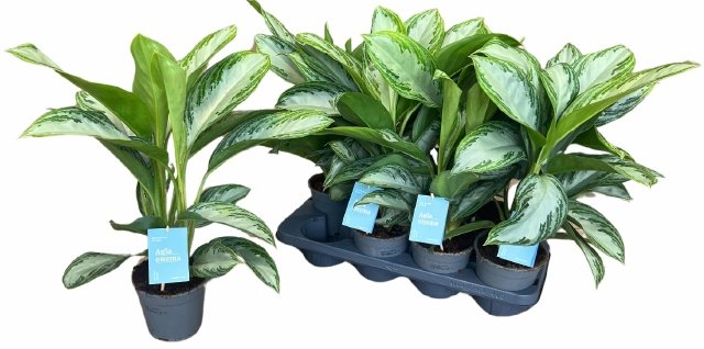 Kambarinis augalas, aglaonema "Silver Bay", vazonėlio skersmuo 14 cm.