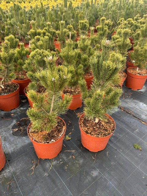 Spygliuotis, pušis kalninė "Pal Maleter", vazonėlio skersmuo 28 cm.