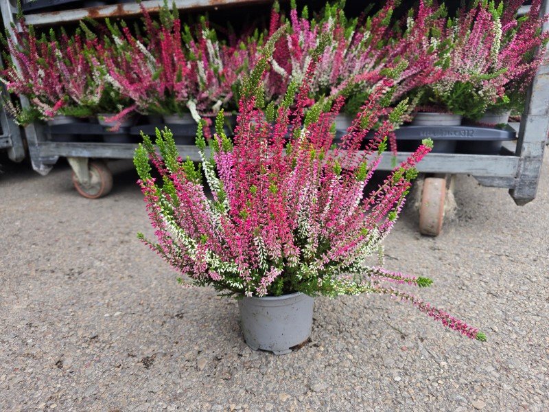 Vienmetė gėlė, viržis MIX, vazonėlio skersmuo 12 cm.
