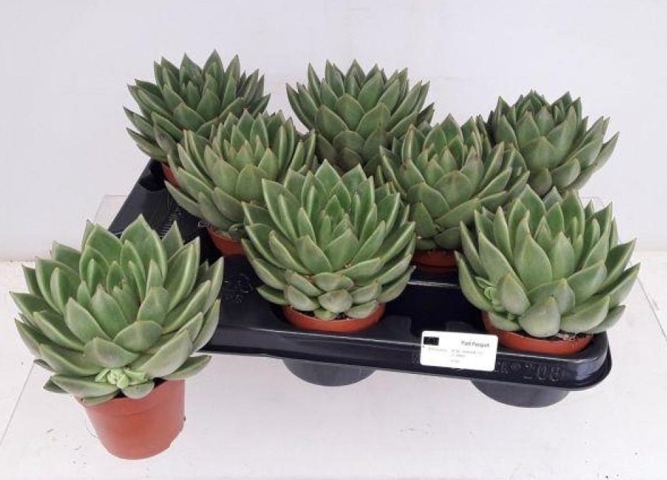 Kambarinis augalas, kalvorė (eševerija) "Miranda", vazonėlio skersmuo 9 cm.