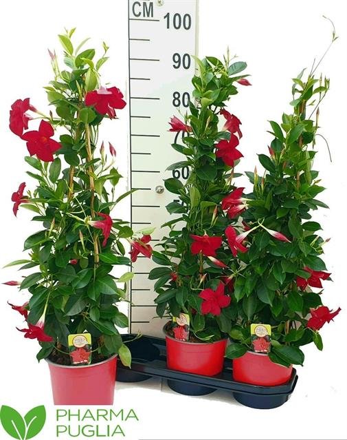 Vijoklinis augalas, mandevila "Grande Red", vazonėlio skersmuo 19 cm.