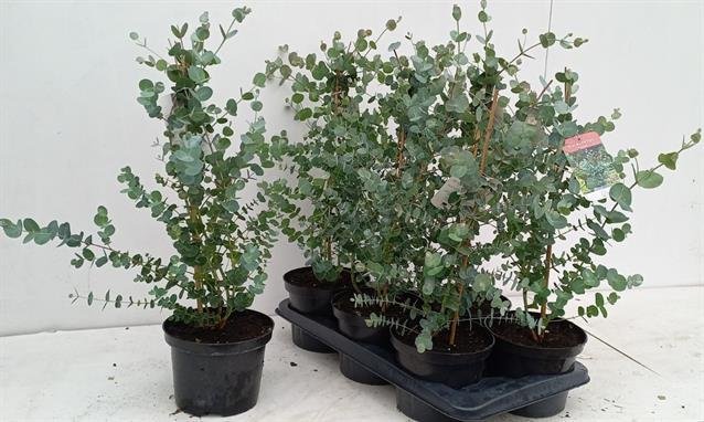Dekoratyvinis krūmas, eukaliptas, vazono skersmuo 17 cm.