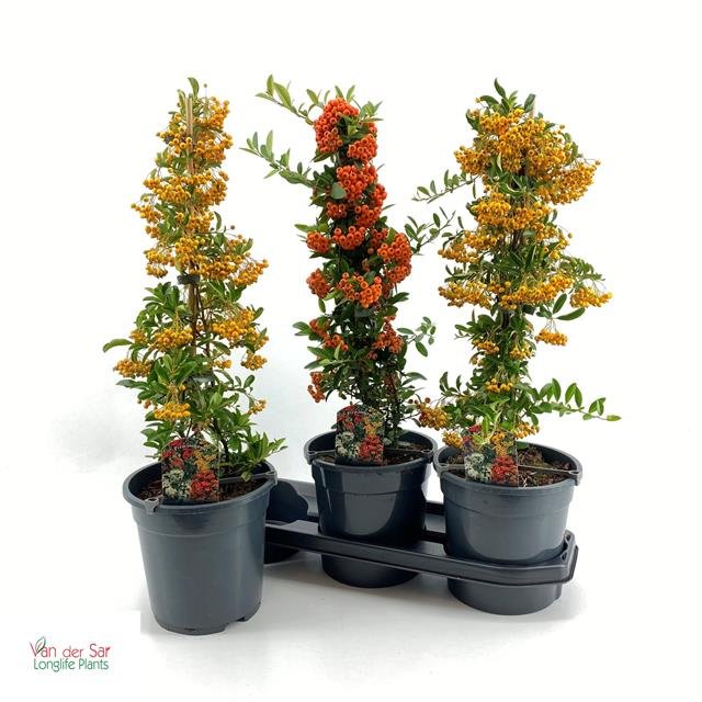 Dekoratyvinis krūmas, dyglainė, vazono skersmuo 19 cm.